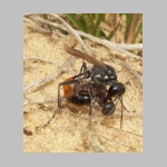 Ammophila sabulosa - Sandwespe 03i 19mm mit Clostera sp-Raupe.jpg